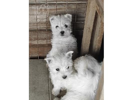 Westie terrier